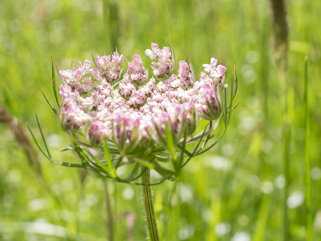 IMAGES\Wilde Peen (Daucus carota)\P1280114_sm.jpg